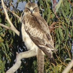 Hieraaetus morphnoides (Little Eagle) at Garran, ACT - 1 Oct 2017 by roymcd