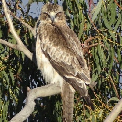 Hieraaetus morphnoides (Little Eagle) at Garran, ACT - 1 Oct 2017 by roymcd