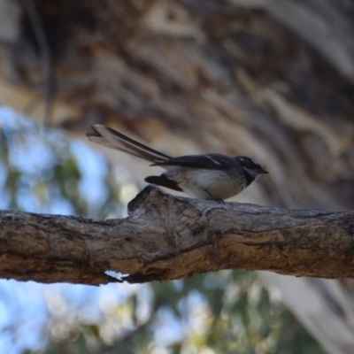 Rhipidura albiscapa (Grey Fantail) at Hackett, ACT - 1 Oct 2017 by RobertD