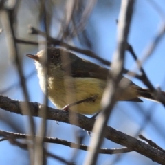 Acanthiza reguloides (Buff-rumped Thornbill) at Hackett, ACT - 1 Oct 2017 by RobertD