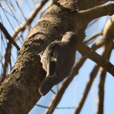 Cormobates leucophaea (White-throated Treecreeper) at Hackett, ACT - 1 Oct 2017 by RobertD