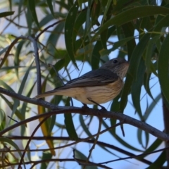 Pachycephala rufiventris (Rufous Whistler) at Majura, ACT - 2 Oct 2017 by RobertD