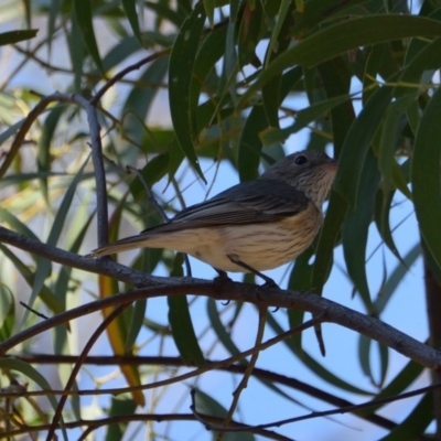 Pachycephala rufiventris (Rufous Whistler) at Mount Majura - 2 Oct 2017 by RobertD