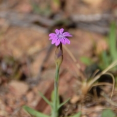 Petrorhagia nanteuilii (Proliferous Pink, Childling Pink) at Mount Majura - 2 Oct 2017 by RobertD