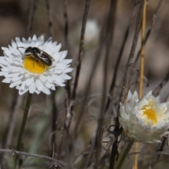 Leucochrysum albicans subsp. tricolor (Hoary Sunray) at Watson, ACT - 2 Oct 2017 by RobertD