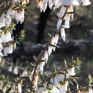 Leucopogon fletcheri subsp. brevisepalus at Bungendore, NSW - 2 Oct 2017