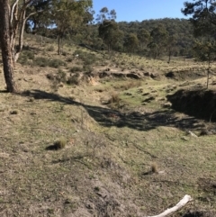 Vombatus ursinus at Bungendore, NSW - 2 Oct 2017 02:55 PM