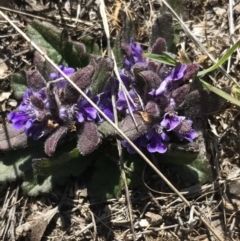 Ajuga australis (Austral Bugle) at Bungendore, NSW - 2 Oct 2017 by yellowboxwoodland