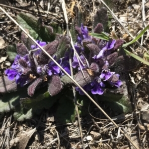 Ajuga australis at Bungendore, NSW - 2 Oct 2017 03:01 PM