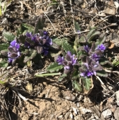 Ajuga australis at Bungendore, NSW - 2 Oct 2017