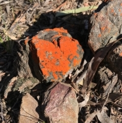 Caloplaca sp. (Firedot Lichen) at Bungendore, NSW - 2 Oct 2017 by yellowboxwoodland