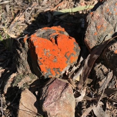Caloplaca sp. (Firedot Lichen) at Bungendore, NSW - 2 Oct 2017 by yellowboxwoodland