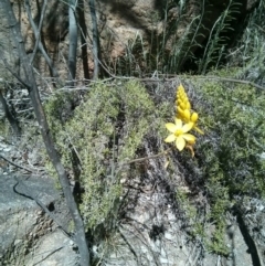 Bulbine glauca (Rock Lily) at Kambah, ACT - 1 Oct 2017 by WalterEgo