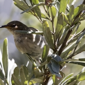 Myzomela sanguinolenta at Acton, ACT - 2 Oct 2017