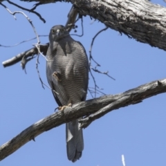 Tachyspiza fasciata (Brown Goshawk) at Acton, ACT - 2 Oct 2017 by AlisonMilton