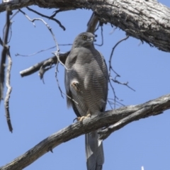 Accipiter fasciatus at Acton, ACT - 2 Oct 2017