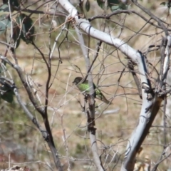 Chrysococcyx lucidus (Shining Bronze-Cuckoo) at Mount Majura - 2 Oct 2017 by petersan