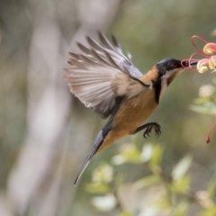 Acanthorhynchus tenuirostris (Eastern Spinebill) at Acton, ACT - 2 Oct 2017 by AlisonMilton