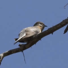 Cacomantis flabelliformis (Fan-tailed Cuckoo) at ANBG - 2 Oct 2017 by Alison Milton