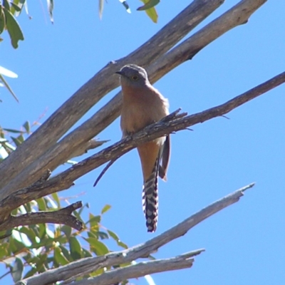 Cacomantis flabelliformis (Fan-tailed Cuckoo) at Namadgi National Park - 30 Sep 2017 by MatthewFrawley