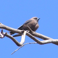 Artamus cyanopterus cyanopterus (Dusky Woodswallow) at Mount Clear, ACT - 30 Sep 2017 by MatthewFrawley