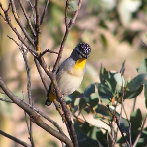 Pardalotus punctatus at Mount Clear, ACT - 1 Oct 2017 08:42 AM