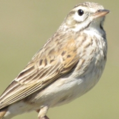 Anthus australis (Australian Pipit) at National Arboretum Forests - 1 Oct 2017 by YellowButton