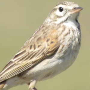 Anthus australis at Molonglo Valley, ACT - 1 Oct 2017