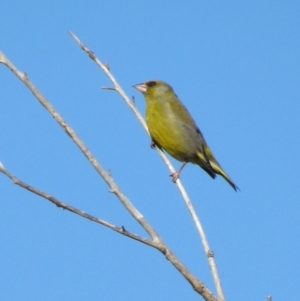 Chloris chloris at Fyshwick, ACT - 1 Oct 2017 05:03 PM