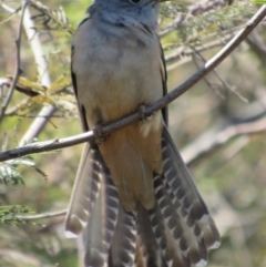 Cacomantis variolosus (Brush Cuckoo) at Yarrow, NSW - 30 Sep 2017 by YellowButton