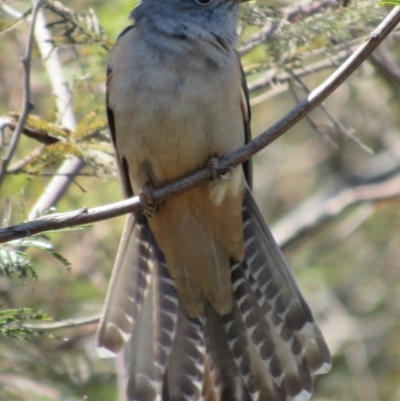 Cacomantis variolosus (Brush Cuckoo) at QPRC LGA - 30 Sep 2017 by YellowButton