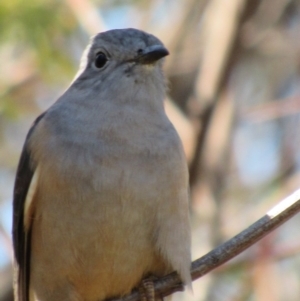 Cacomantis variolosus at Yarrow, NSW - 30 Sep 2017 11:40 AM