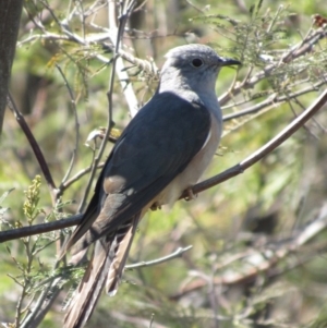 Cacomantis variolosus at Yarrow, NSW - 30 Sep 2017 11:40 AM