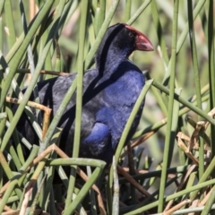 Porphyrio melanotus (Australasian Swamphen) at Lake Burley Griffin Central/East - 28 Sep 2017 by AlisonMilton