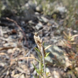 Phytotrypa propriella at Yarrow, NSW - 30 Sep 2017