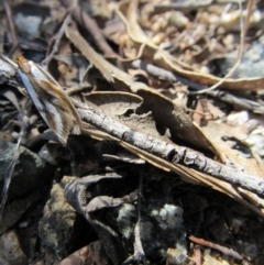 Phytotrypa propriella at Yarrow, NSW - 30 Sep 2017