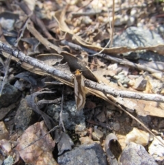 Phytotrypa propriella at Yarrow, NSW - 30 Sep 2017