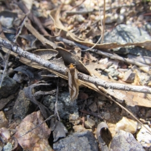 Phytotrypa propriella at Yarrow, NSW - 30 Sep 2017