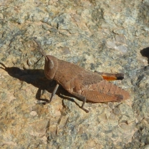 Goniaea opomaloides at Gigerline Nature Reserve - 1 Oct 2017 12:00 AM