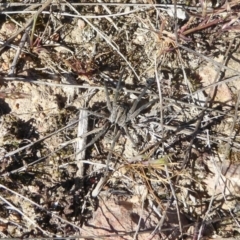 Tasmanicosa sp. (genus) (Unidentified Tasmanicosa wolf spider) at Block 402 - 1 Oct 2017 by Christine