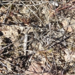 Tasmanicosa sp. (genus) (Tasmanicosa wolf spider) at Stromlo, ACT - 2 Oct 2017 by Christine