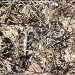 Tasmanicosa sp. (genus) at Stromlo, ACT - 2 Oct 2017