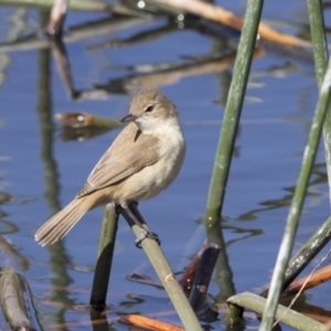 Acrocephalus australis at Kingston, ACT - 28 Sep 2017