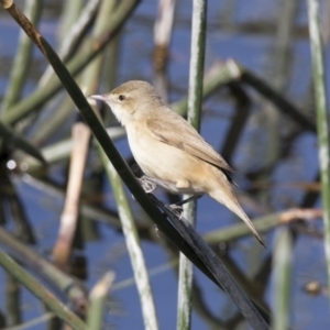 Acrocephalus australis at Kingston, ACT - 28 Sep 2017