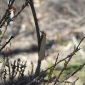 Philobota mathematica group undescribed species. at Stromlo, ACT - 2 Oct 2017