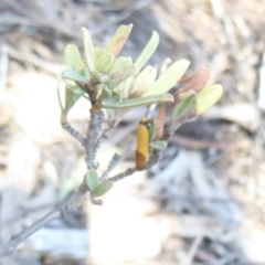 Tachystola stenoptera (Chezela Group) at Stromlo, ACT - 2 Oct 2017 by Christine