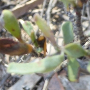 Chrysonoma paracycla at Stromlo, ACT - 2 Oct 2017