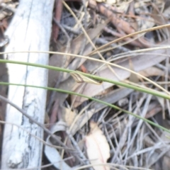 Coeranica isabella (A Concealer moth) at Stromlo, ACT - 1 Oct 2017 by Christine