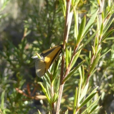 Philobota undescribed species near arabella (A concealer moth) at Block 402 - 1 Oct 2017 by Christine