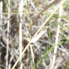 Oecophoridae (family) at Stromlo, ACT - 2 Oct 2017 by Christine